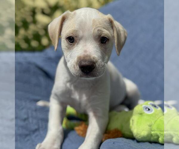 Medium Photo #1 Colonial Cocker Spaniel-Unknown Mix Puppy For Sale in San Diego, CA, USA