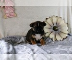 Puppy Tegan Boston Terrier-Miniature Australian Shepherd Mix