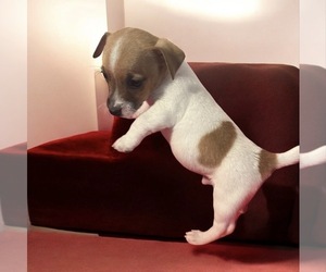 Jack Russell Terrier Puppy for sale in NASHVILLE, NC, USA