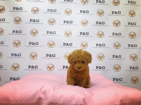 Medium Photo #1 Poodle (Toy) Puppy For Sale in TEMPLE CITY, CA, USA