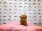 Small Photo #1 Poodle (Toy) Puppy For Sale in TEMPLE CITY, CA, USA