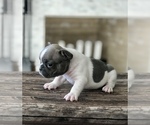 Small Photo #3 French Bulldog Puppy For Sale in SAINT HELENS, OR, USA