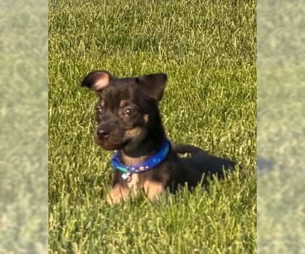 Medium Photo #3 Boston Huahua Puppy For Sale in New York, NY, USA