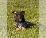 Small #2 Boston Huahua