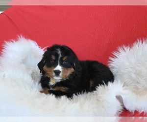 Saint Bernard Puppy for sale in SUGARCREEK, OH, USA