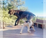 Small Photo #28 German Shorthaired Pointer Puppy For Sale in WOODLAND PARK, CO, USA