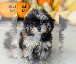 Poodle (Miniature) Dogs for adoption in Studio City, CA, USA