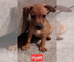 Hotel : Hyatt - Male Chipin Dog for Adoption - Small photo