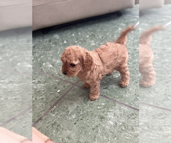 Medium Photo #16 Cavapoo-Poodle (Toy) Mix Puppy For Sale in PENSACOLA, FL, USA