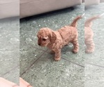 Small Photo #16 Cavapoo-Poodle (Toy) Mix Puppy For Sale in PENSACOLA, FL, USA