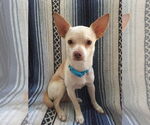 Small #2 Chihuahua Mix