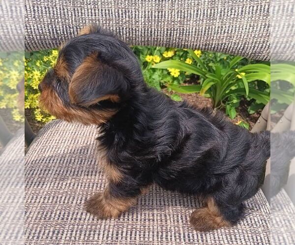 Medium Photo #3 Yorkshire Terrier Puppy For Sale in ECONOMY, IN, USA