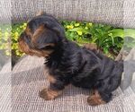 Small #2 Yorkshire Terrier
