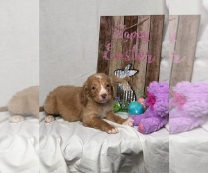 Goldendoodle (Miniature) Puppy for sale in INDIANAPOLIS, IN, USA