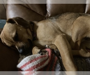 Puggle Puppy for sale in PANAMA CITY, FL, USA