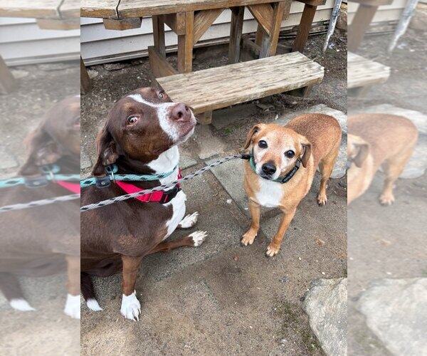 Medium Photo #5 Mutt Puppy For Sale in Brewster, NY, USA
