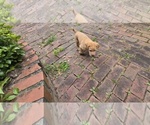 Small #3 Labrador Retriever