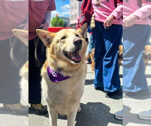 German Shepherd Dog Dogs for adoption in Millburn, NJ, USA