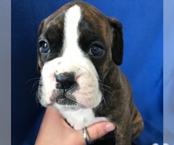 Medium Photo #4 Boxer Puppy For Sale in VERMONTVILLE, MI, USA