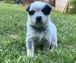 Image preview for Ad Listing. Nickname: Heeler girl