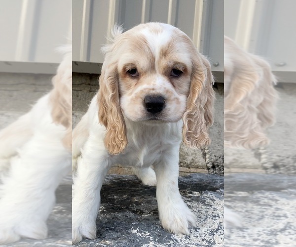 Medium Photo #10 Cocker Spaniel Puppy For Sale in CANOGA, NY, USA