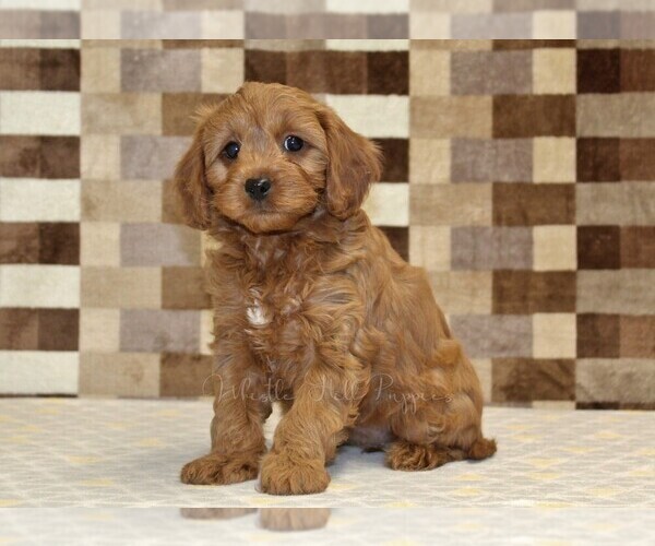 Medium Photo #5 Cavapoo (Miniature) Puppy For Sale in DENVER, PA, USA