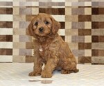 Small #4 Cavapoo (Miniature)