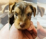 Small Photo #16 Yorkshire Terrier Puppy For Sale in LA SIERRA, CA, USA