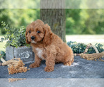 Puppy Larry Cavapoo