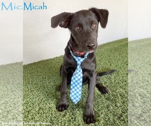 Mutt Dogs for adoption in San Diego, CA, USA