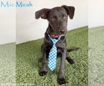 Micah - Male Mutt Dog for Adoption - Small photo