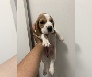 Beagle Puppy for sale in DEL RIO, TX, USA