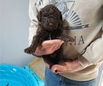 Puppy Puppy 3 star Labradoodle