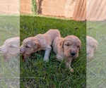 Small #6 Golden Retriever
