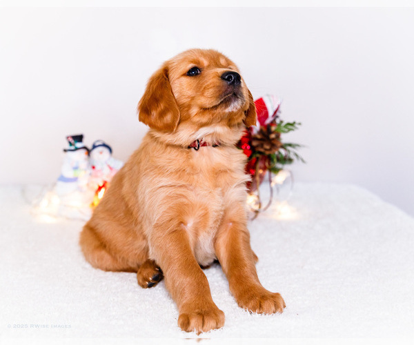 Medium Photo #34 Golden Retriever Puppy For Sale in WAKARUSA, IN, USA