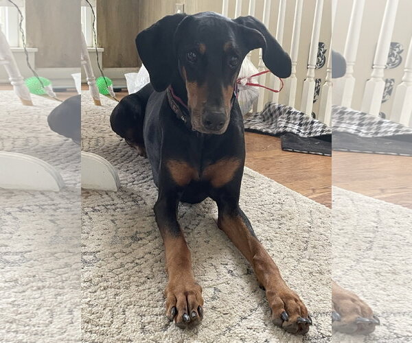 Medium Photo #2 Doberman Pinscher Puppy For Sale in Minneaoplis, MN, USA