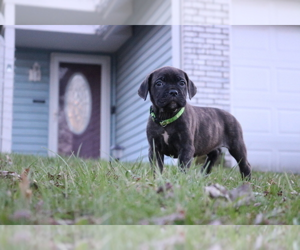 Medium Photo #3 Cane Corso Puppy For Sale in CAMBY, IN, USA