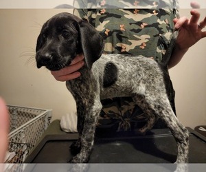 German Shorthaired Pointer Puppy for sale in ALTOONA, PA, USA