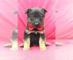 Small Photo #1 German Shepherd Dog Puppy For Sale in LANCASTER, PA, USA