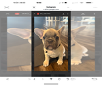 Small Photo #62 French Bulldog Puppy For Sale in ORANGE, TX, USA