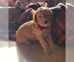 Small #11 Goldendoodle (Miniature)