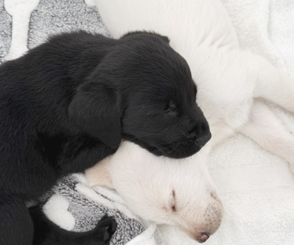 Medium Photo #3 Labrador Retriever Puppy For Sale in ENCINITAS, CA, USA