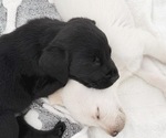Small #2 Labrador Retriever