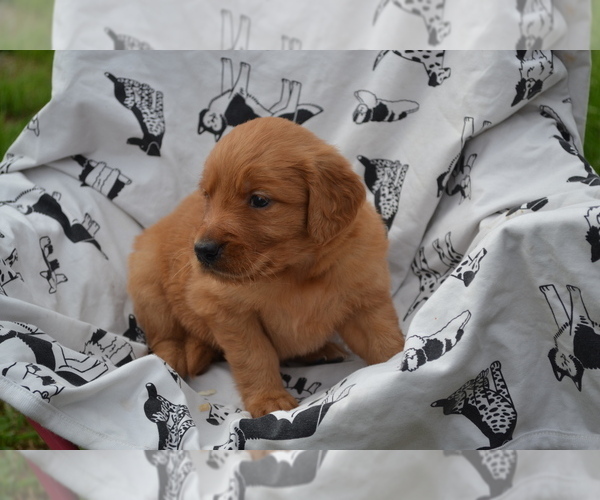 Medium Photo #2 Golden Retriever Puppy For Sale in GREENWOOD, WI, USA