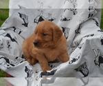 Small #1 Golden Retriever