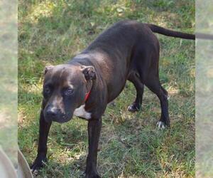 American Pit Bull Terrier-Unknown Mix Dogs for adoption in Murfreesboro, TN, USA