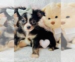 Small #8 Chihuahua