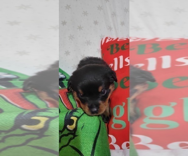 Medium Photo #9 Rottweiler Puppy For Sale in GENEVA, NY, USA