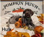 Small Photo #5 German Shorthaired Pointer Puppy For Sale in CABOT, AR, USA