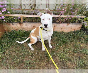Mutt Dogs for adoption in McKinleyville, CA, USA